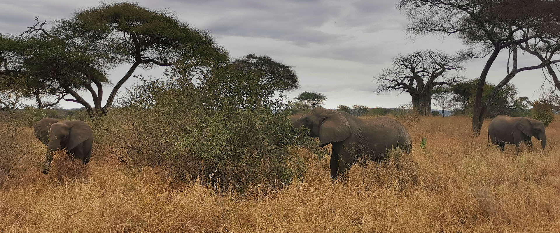 Tanzanie