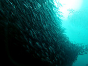 IMG-20210508-WA0002