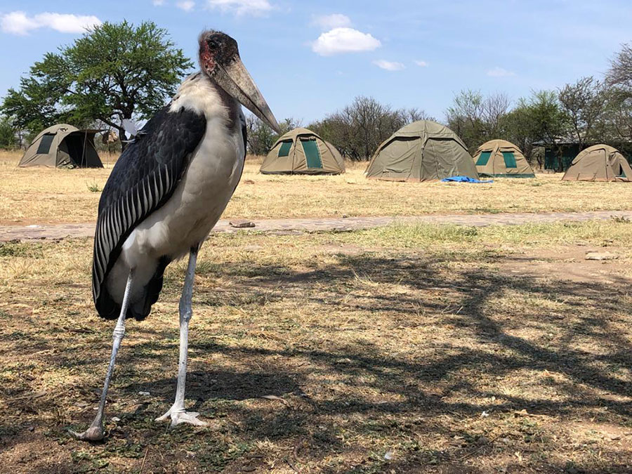 Safari, envers du décor